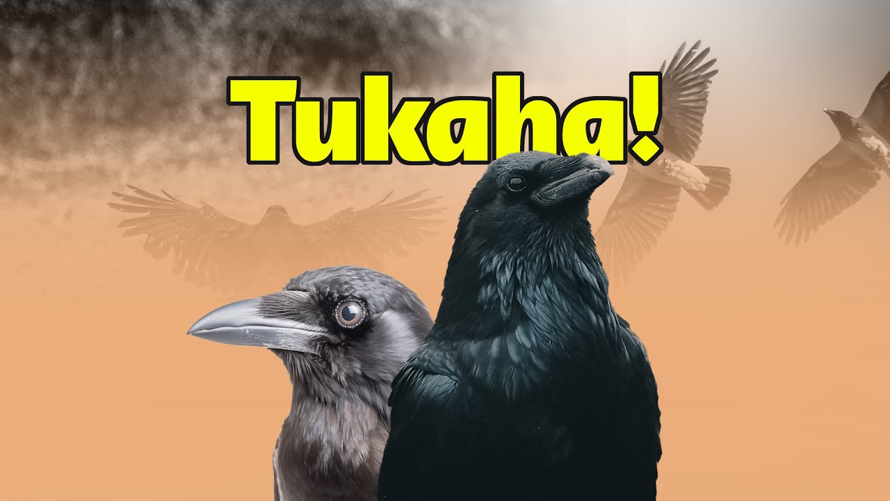 Tukaha | Xayawaanka ugu caqliga badan xaywaanada | Waxay leeyihiin maxkamaddo😮