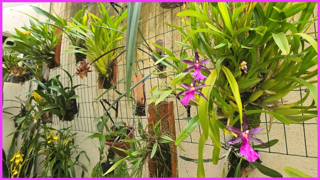 ORGANIZAÇÃO DO CANTINHO DAS ORQUÍDEAS DE RAÍZES FINAS + DICAS DE CULTIVO ☝️🌸🥰