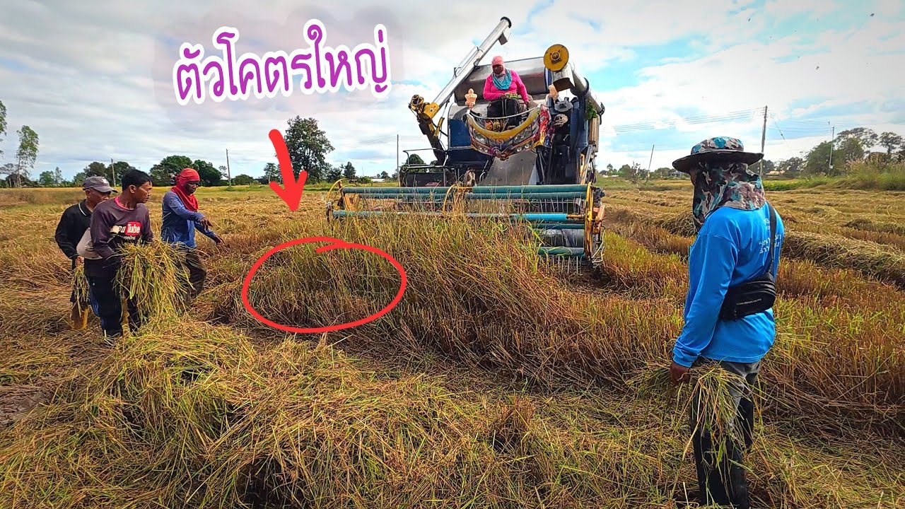แย่งกันไล่จับหนูในรถเกี่ยวข้าว ความสุขที่อยู่กับคนบ้านนอก 🥰🥰