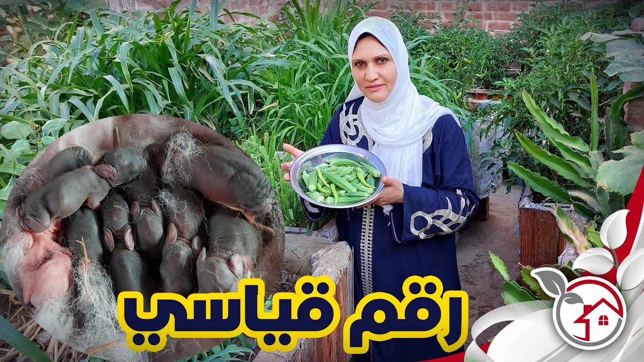 رقم قياسي في عدد مواليد الارنبه مسعده وجمع الخضروات من علي السطح