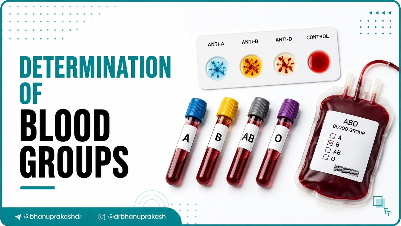 Determination of blood groups animation -  Physiology practical's