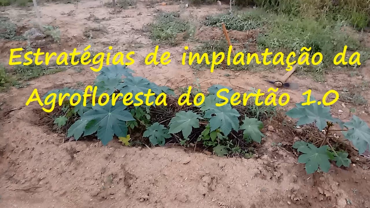 Agrofloresta na Caatinga 12/04/21 SAF São José