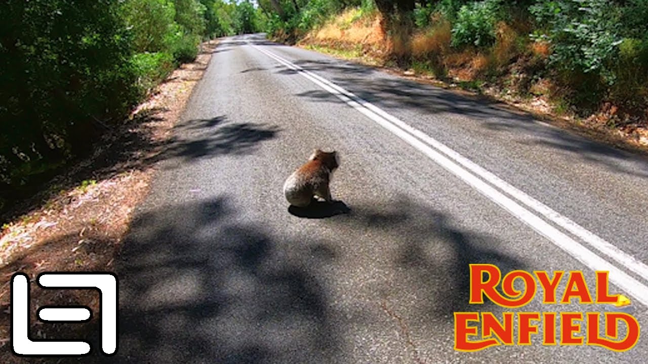 I Fell For A Drop Bear Trap - Royal Enfield Himalayan