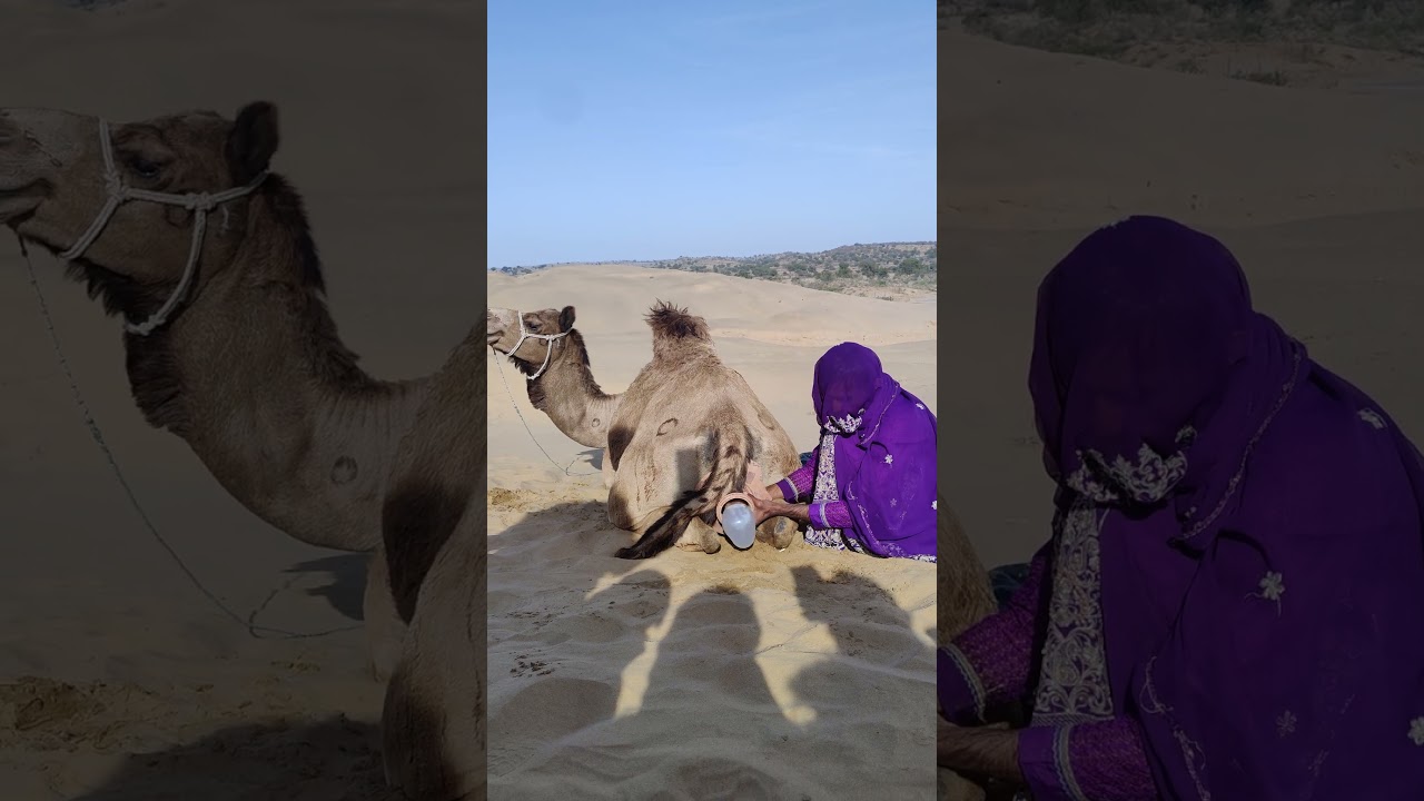 فتاة صحراوية تنظر إلى جسم أبيض خلف جمل. ##camel #جمال #shorts