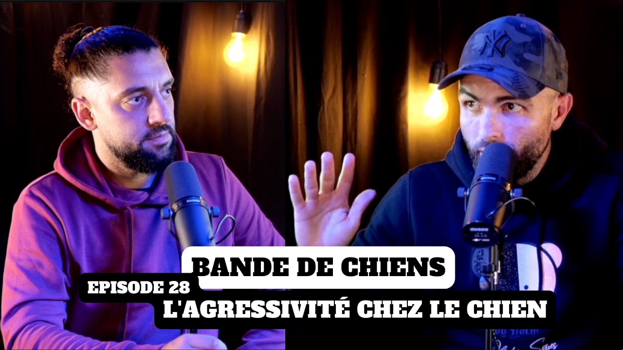 l'AGRESSIVITÉ chez le CHIEN ! - BANDE DE CHIENS Ep28