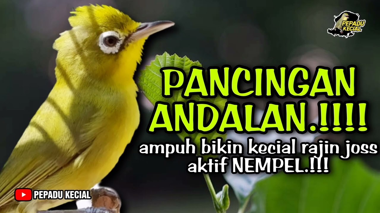 Pancingan Kecial Kuning ANDALAN Sangat Ampuh Bikin Kecial Kuning Rajin Joss NEMPEL‼️| PEPADU KECIAL