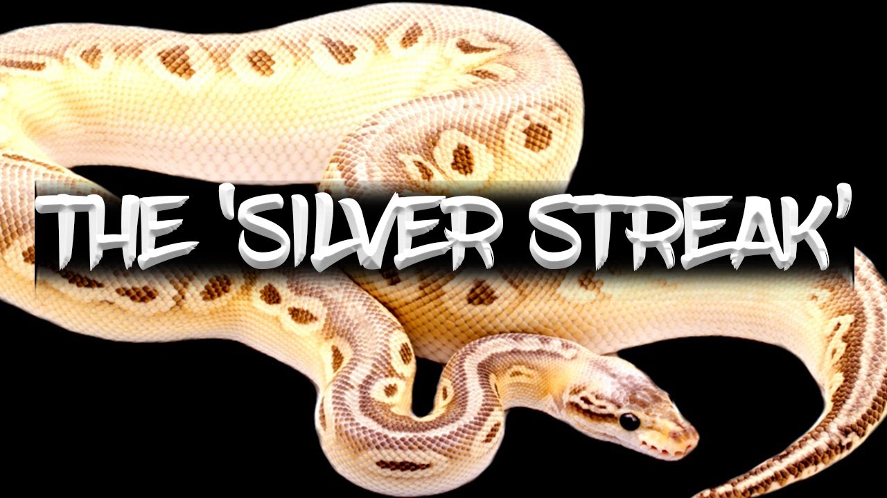 The 'Silver Streak' Ball Python