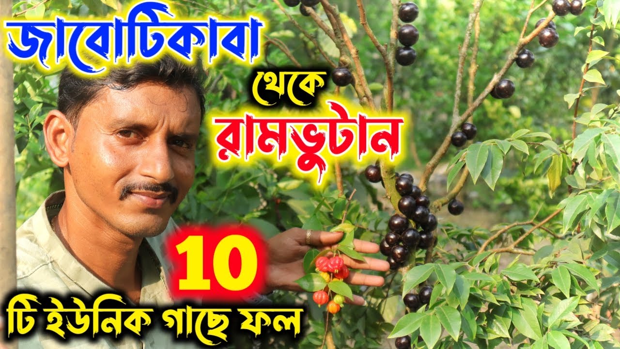 জাবোটিকাবা থেকে রামভুটান 10 টি ইউনিক গাছে ফল ধরেছে বৈদ্য নার্সারিতে