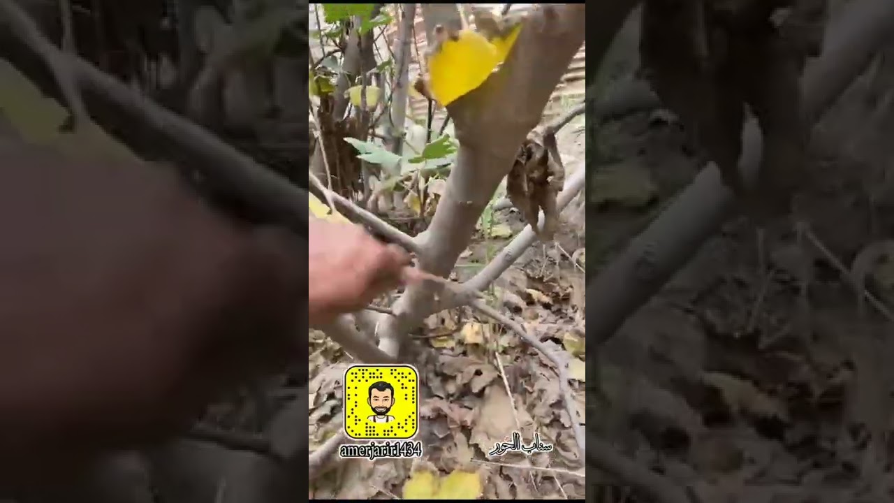 تقليم التين الحساوي