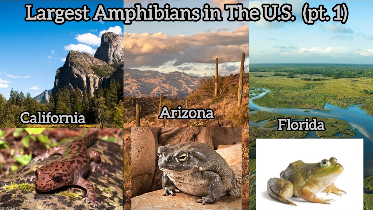 The Largest Amphibians In Each U.S. State (pt.1)