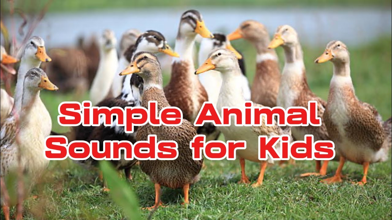 Simple Animal Sounds for Kids | Learning Phase #aniamls #animalsounds #wildanimals 