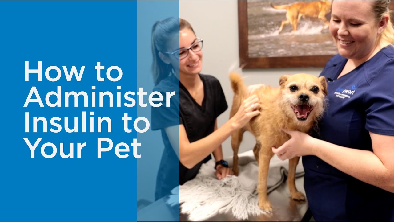 How to Administer Insulin to a Dog or Cat