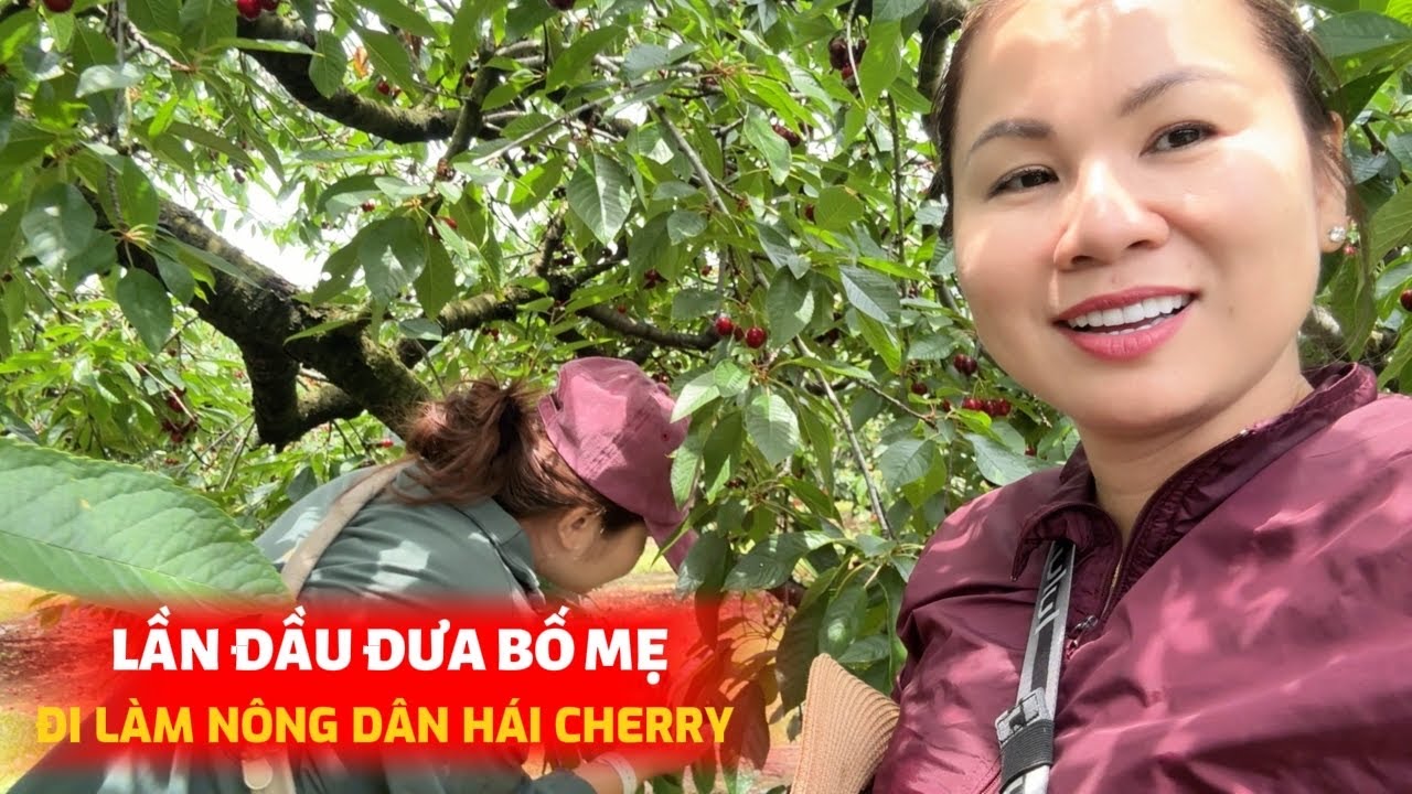 Lần Đầu Bố Mẹ Được Thấy Cây Cherry, Tiếp Tục Làm NÔNG DÂN THU HOẠCH Tại Mỹ