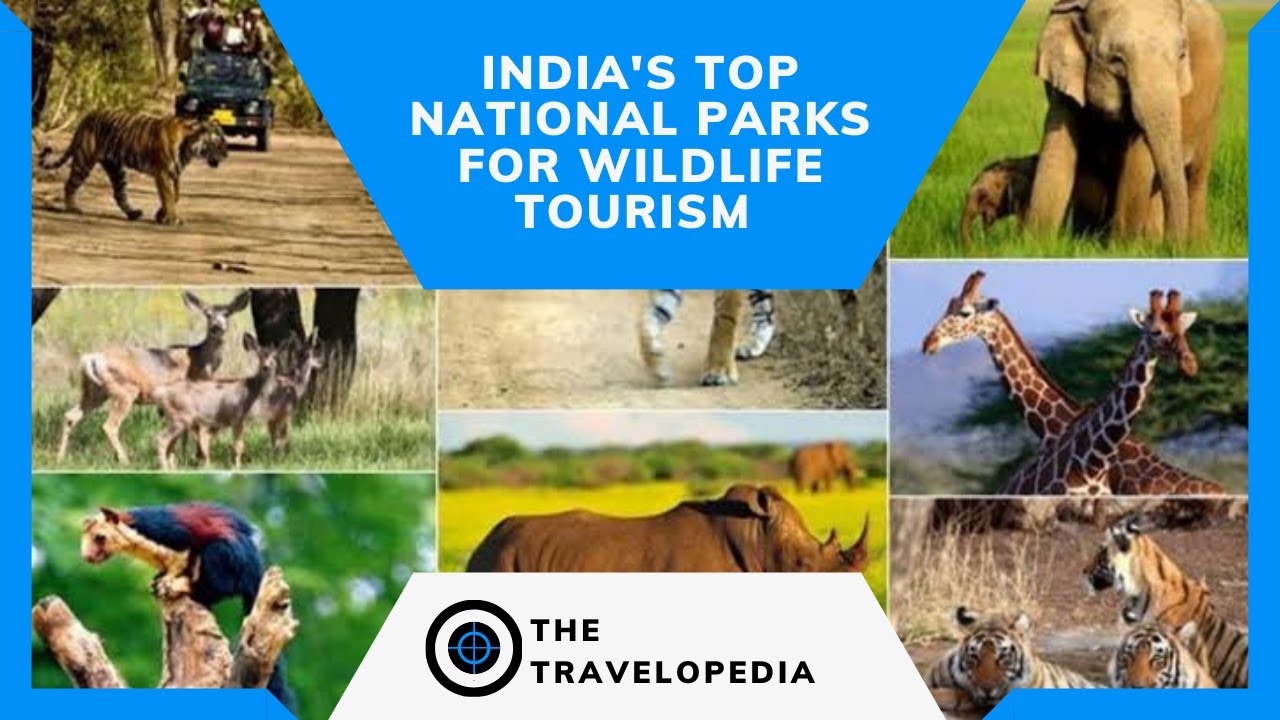 India's Top 5 National Parks for Wildlife Tourism
