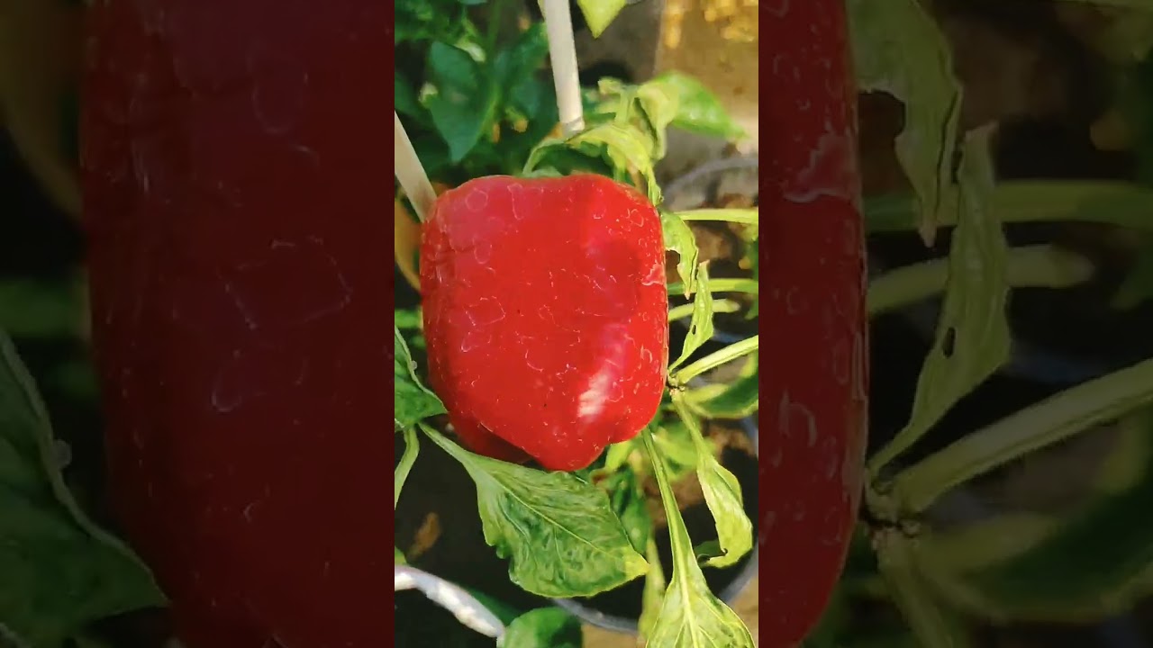 সখের ছাদ বাগান 