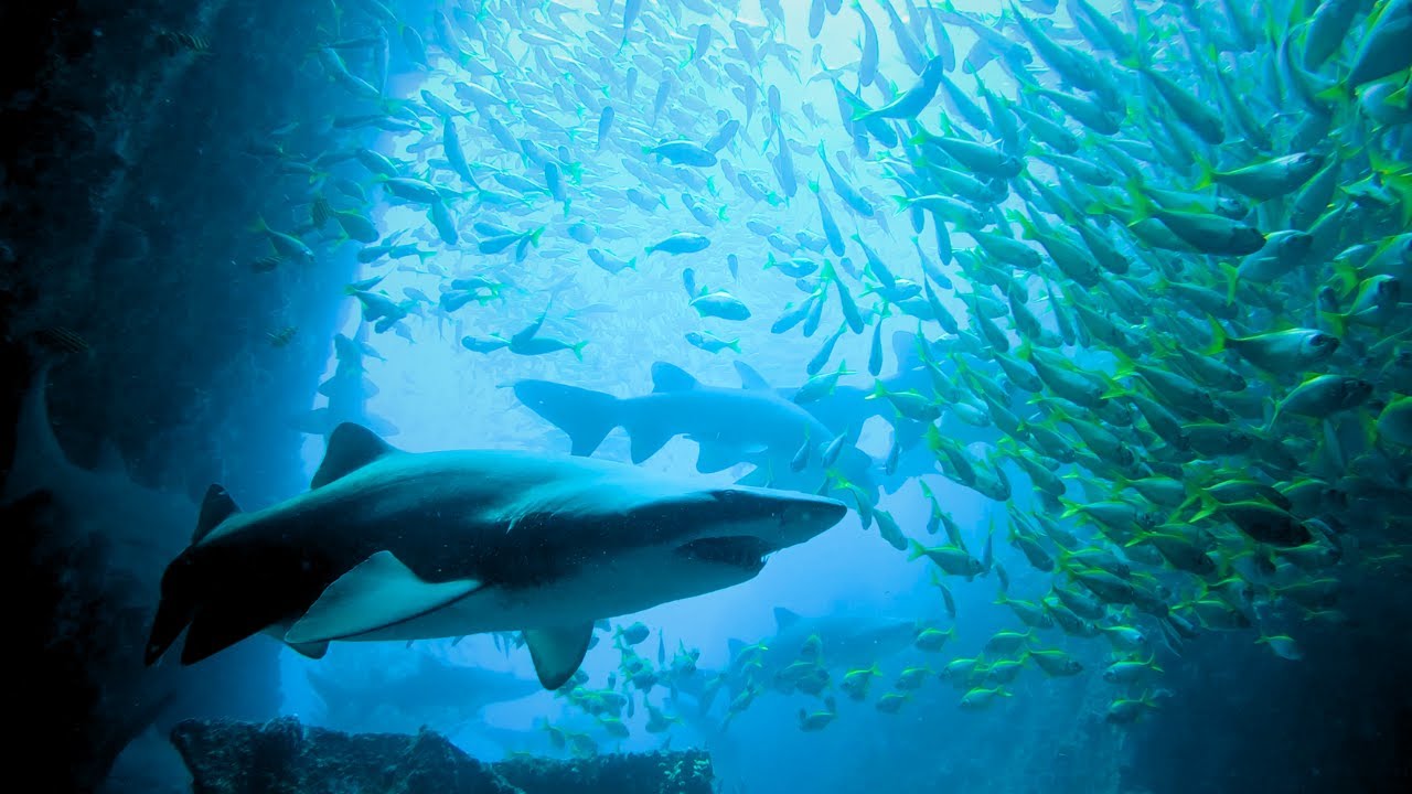 Diving Fish Rock Cave at South West Rocks with near perfect conditions. 50+ Sharks!