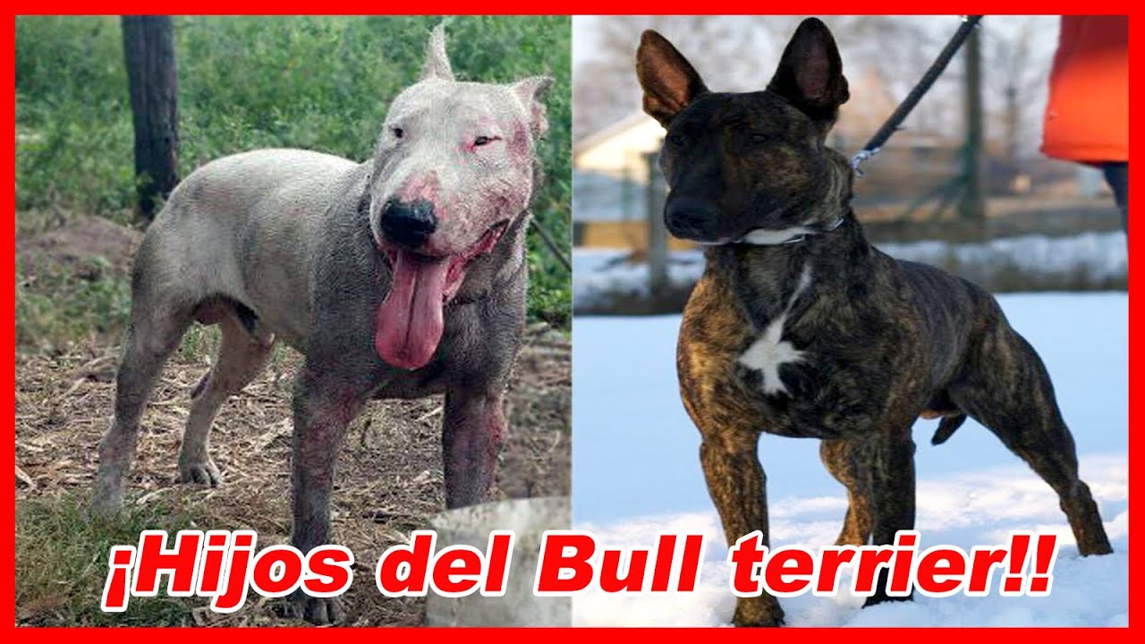 TOP 10 perros MESTIZOS de BULL TERRIER 🔥 tipo bull