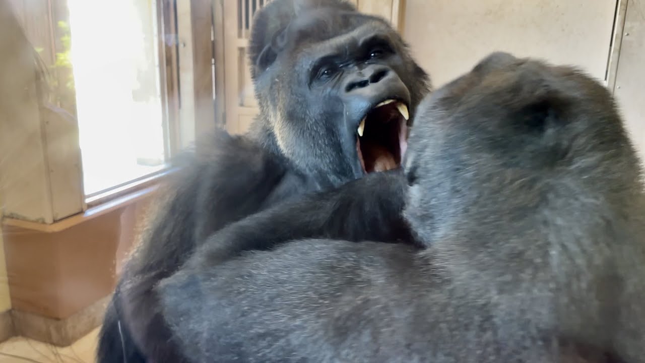 Shabani, who gradually became more and more excited and was very excited at the end.　gorilla