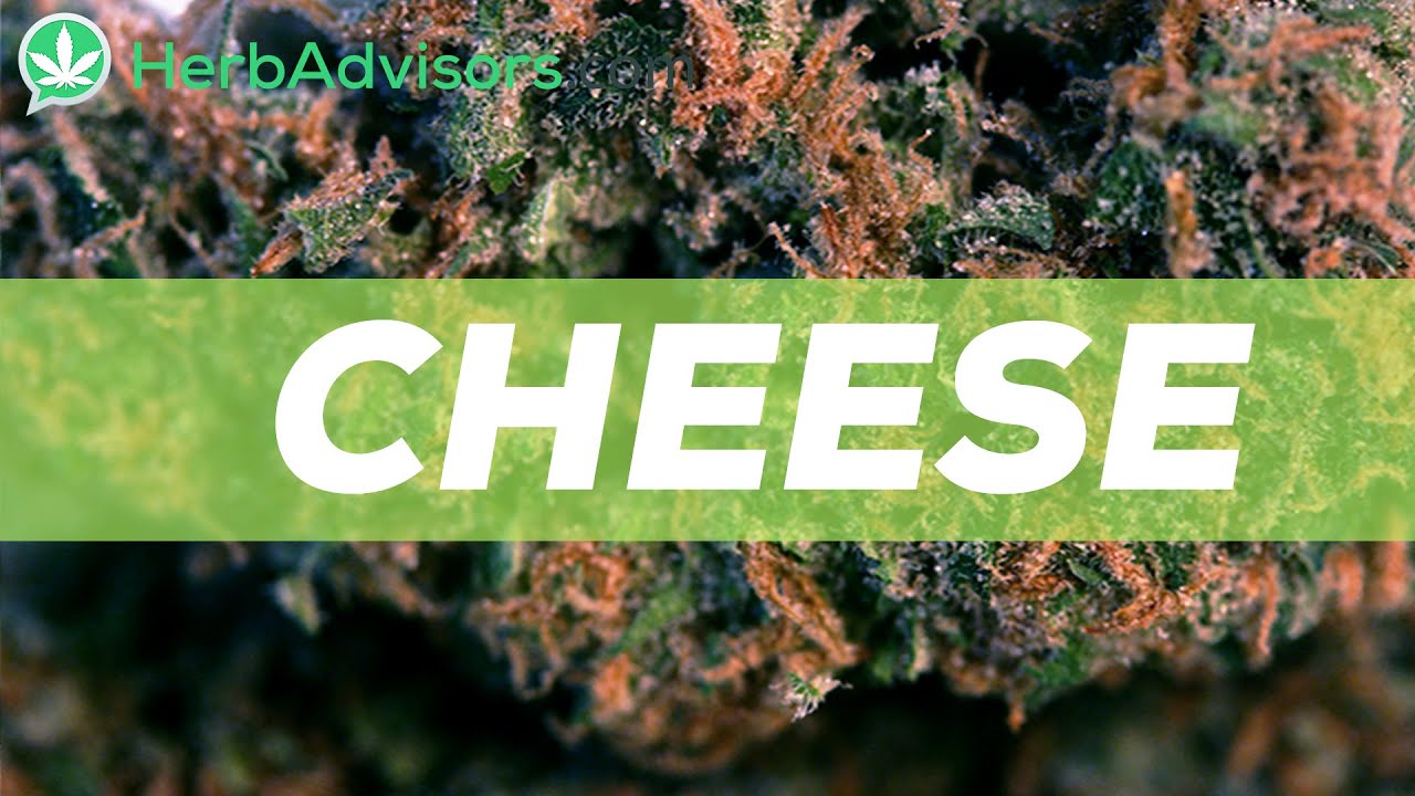 Cheese Cannabis Strain Review by HerbAdvisors.com