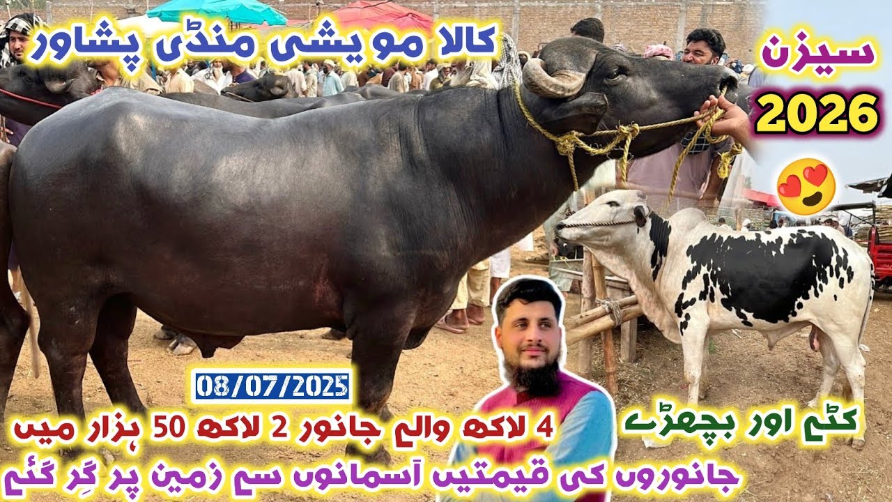 Kala Maweshi Mandi Peshawar 08/07/2025 Season 2026 New Updates| Cattles Prices| Izhar Ali Shah vlogs