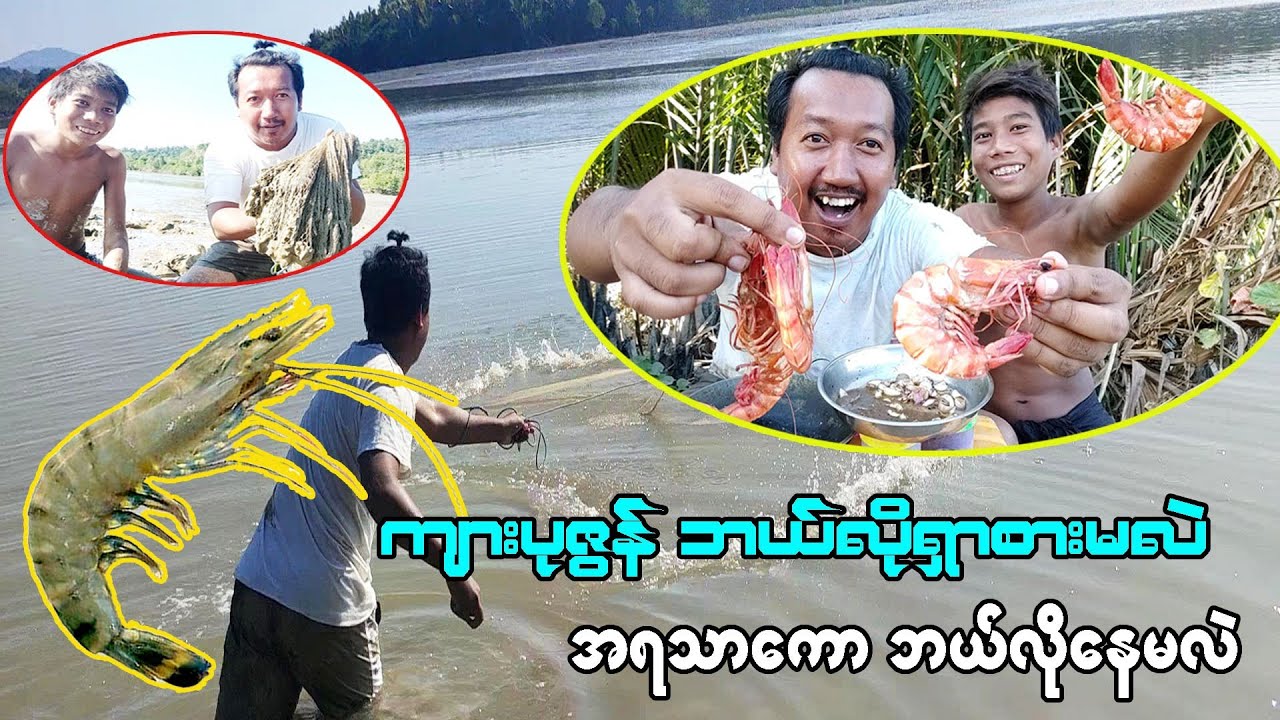 မြစ်ထဲ ရေကျတုန်း "ကျားပုစွန်" ရှာပီး ဝါးတီးကြမယ်။