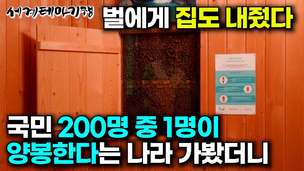 벌집 50개를 물려받은 딸이 집 한 채를 벌통으로 만들었더니 | 국민 200명 중 1명이 양봉을 한다는 슬로베니아 | 불멍 아닌 벌멍부터 꿀 마사지까지 | 세계테마기행 | #세테깅