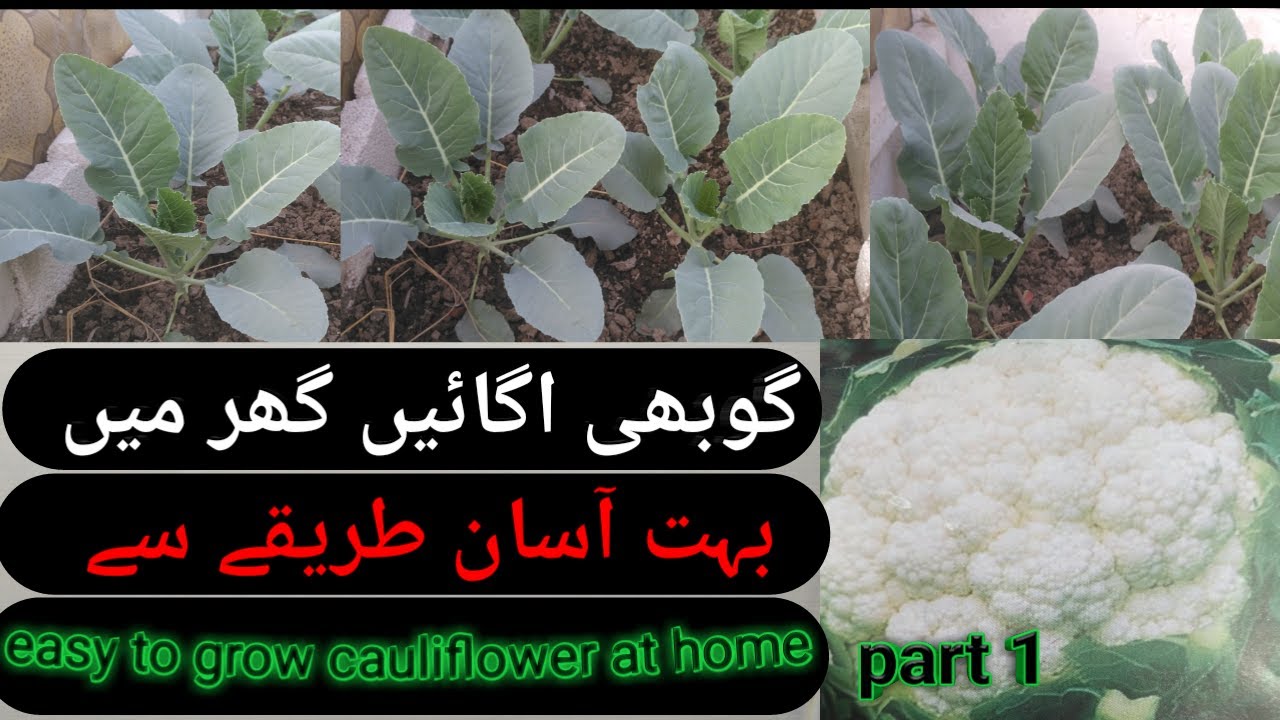 How to grow cauliflower at home/Important tips for growing cauliflower/Gobhi lagane ka tarika/part 1