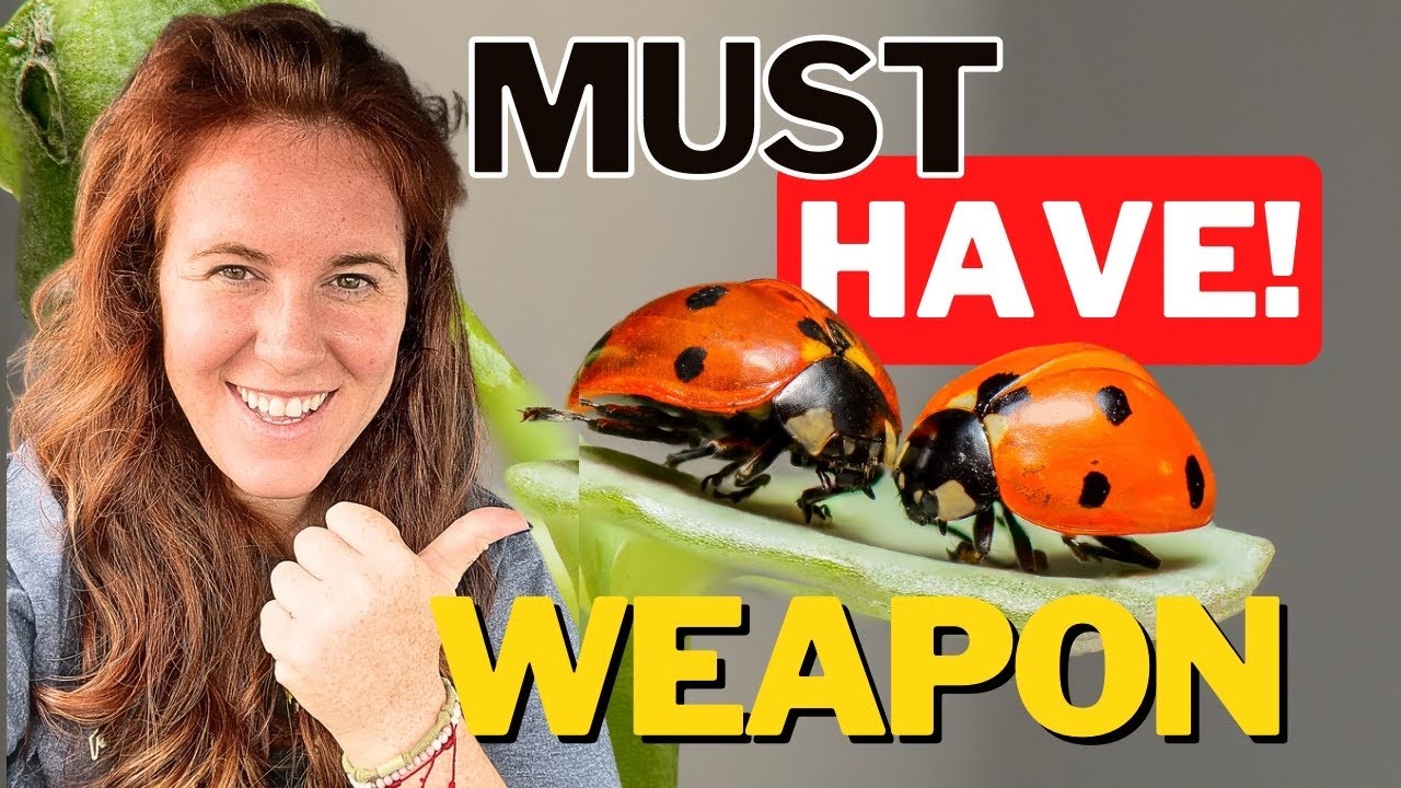 Как привлечь божьих коровок 🐞