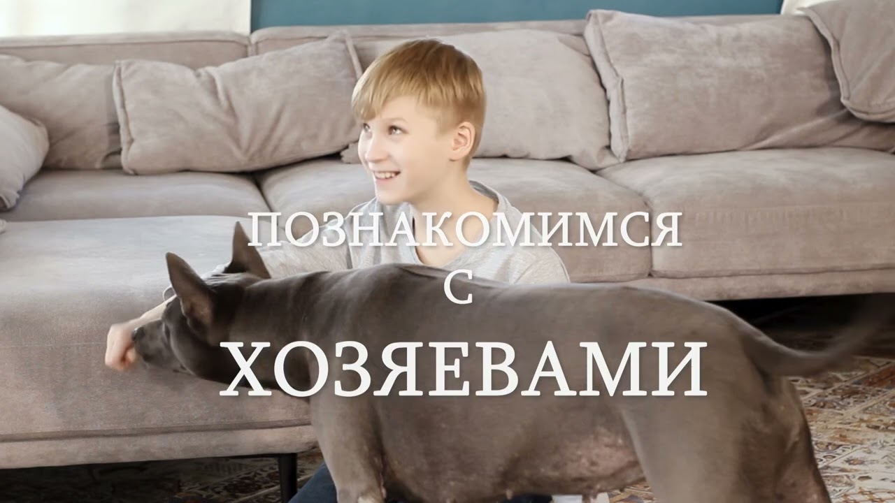 Трейлер документального фильма «Собака Рядом»