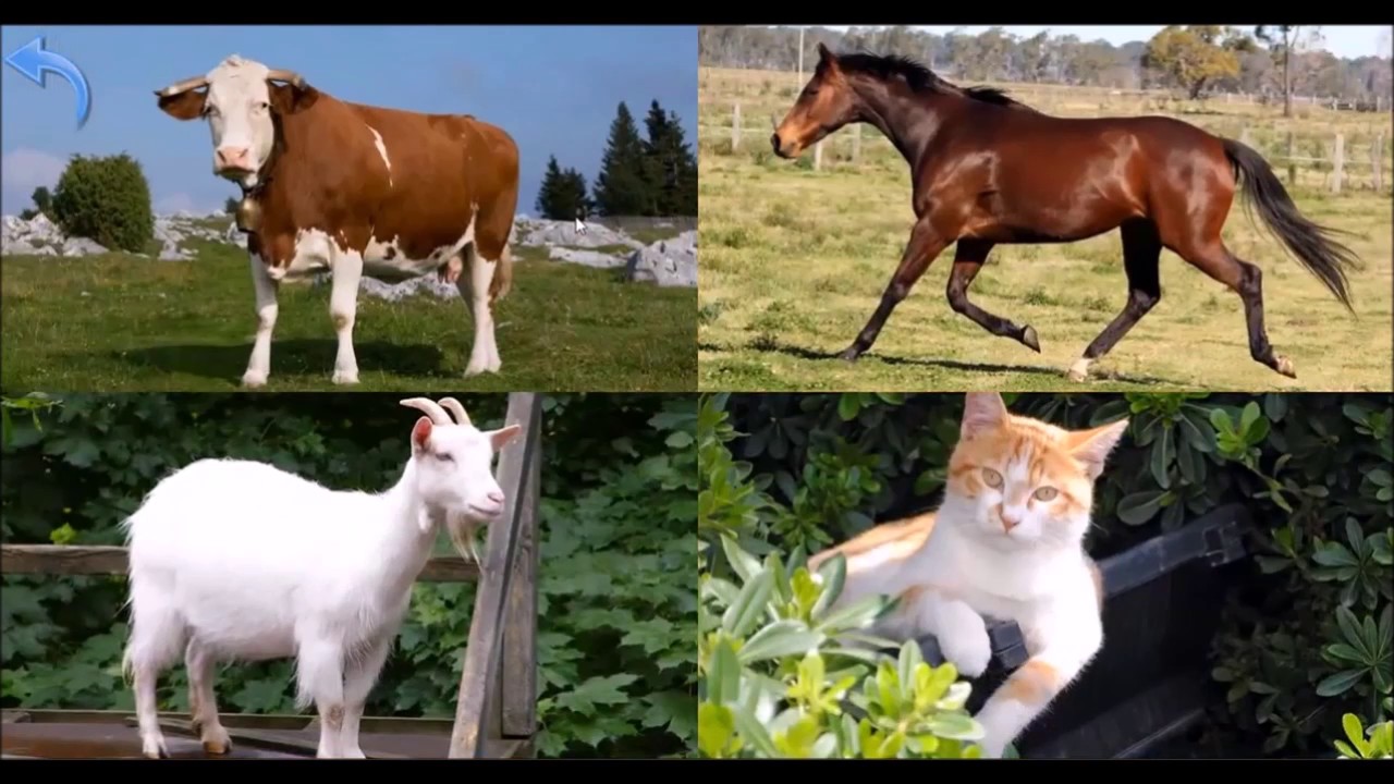 Domaće životinje učimo nazive životinja - za djecu