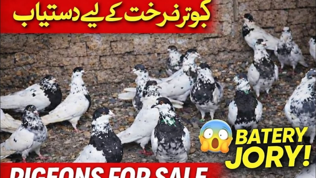 Peigons for sale batera jora silakoti motion waly chuhy jory