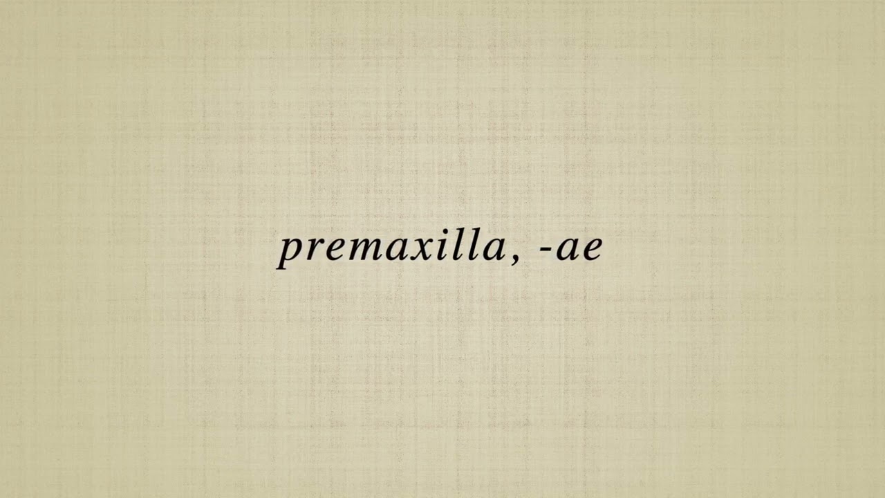 premaxilla,  ae