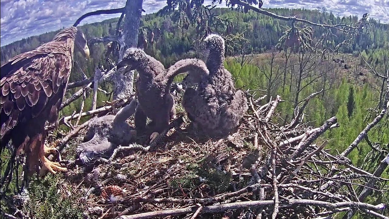 WARNING! ~Milda kills the hawklet~12:52 pm 2020/05/18