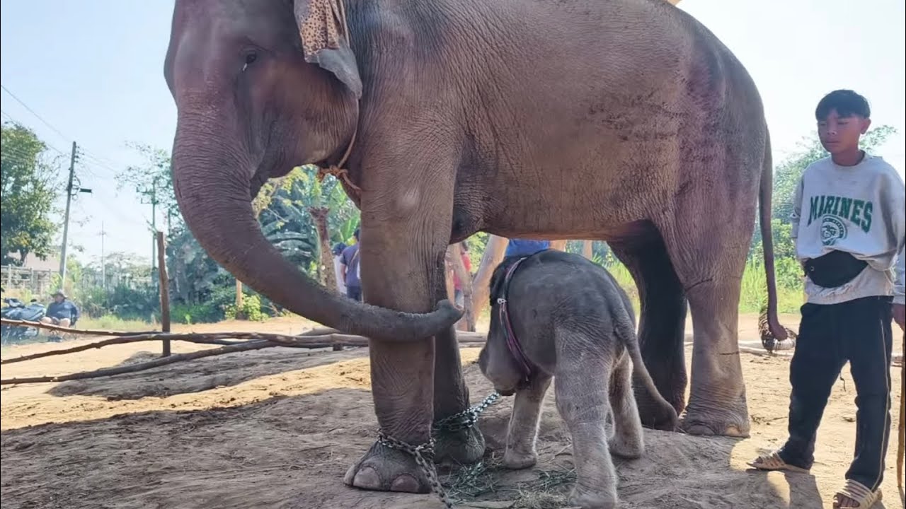 บัวบาน นาโน ชื่นใจ Elephant Thailand
