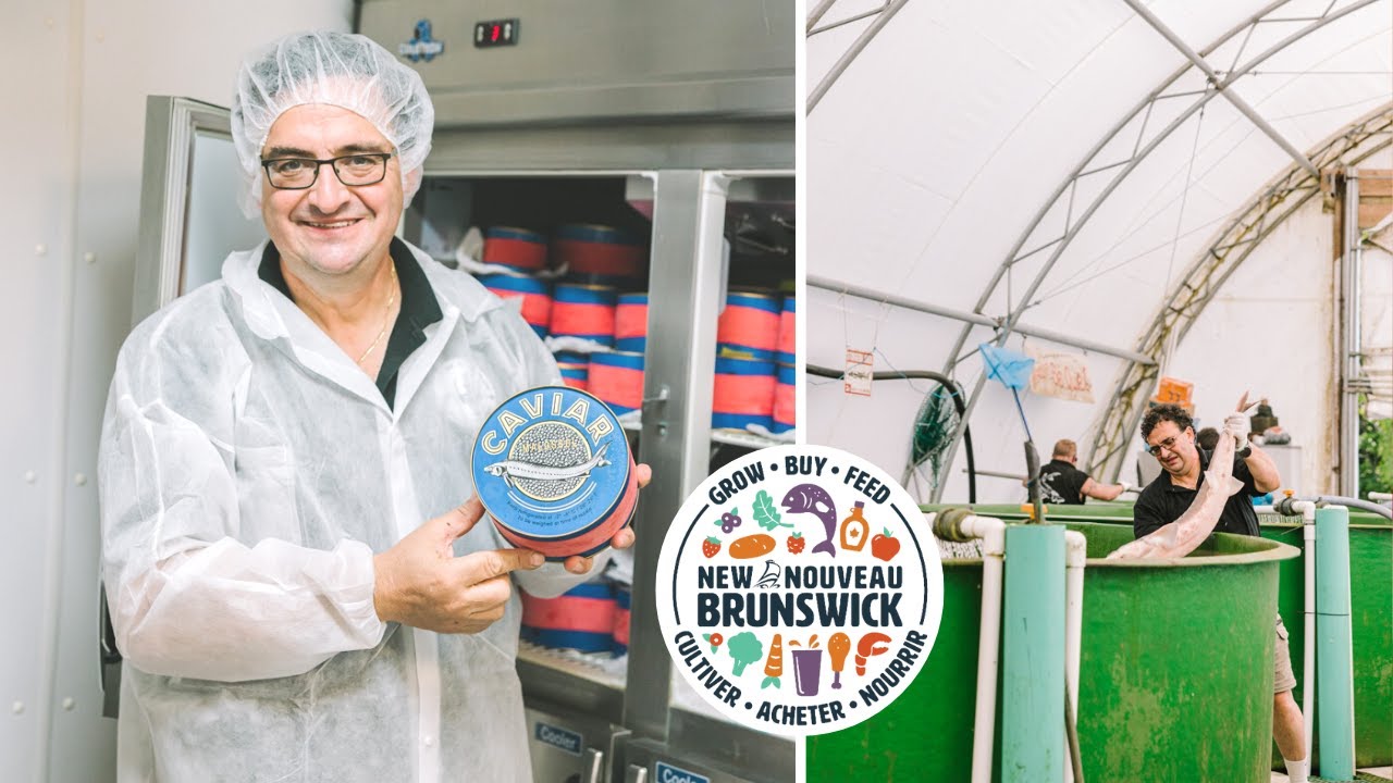 Caviar Harvesting in NB | Acadian Sturgeon