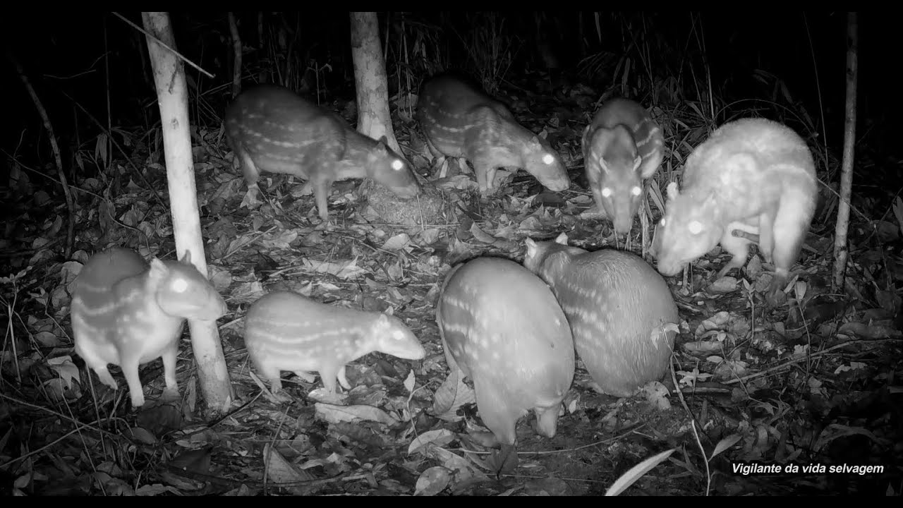 Nunca vi tanta paca como nesse vídeo! Veja o comportamento e o número de pacas