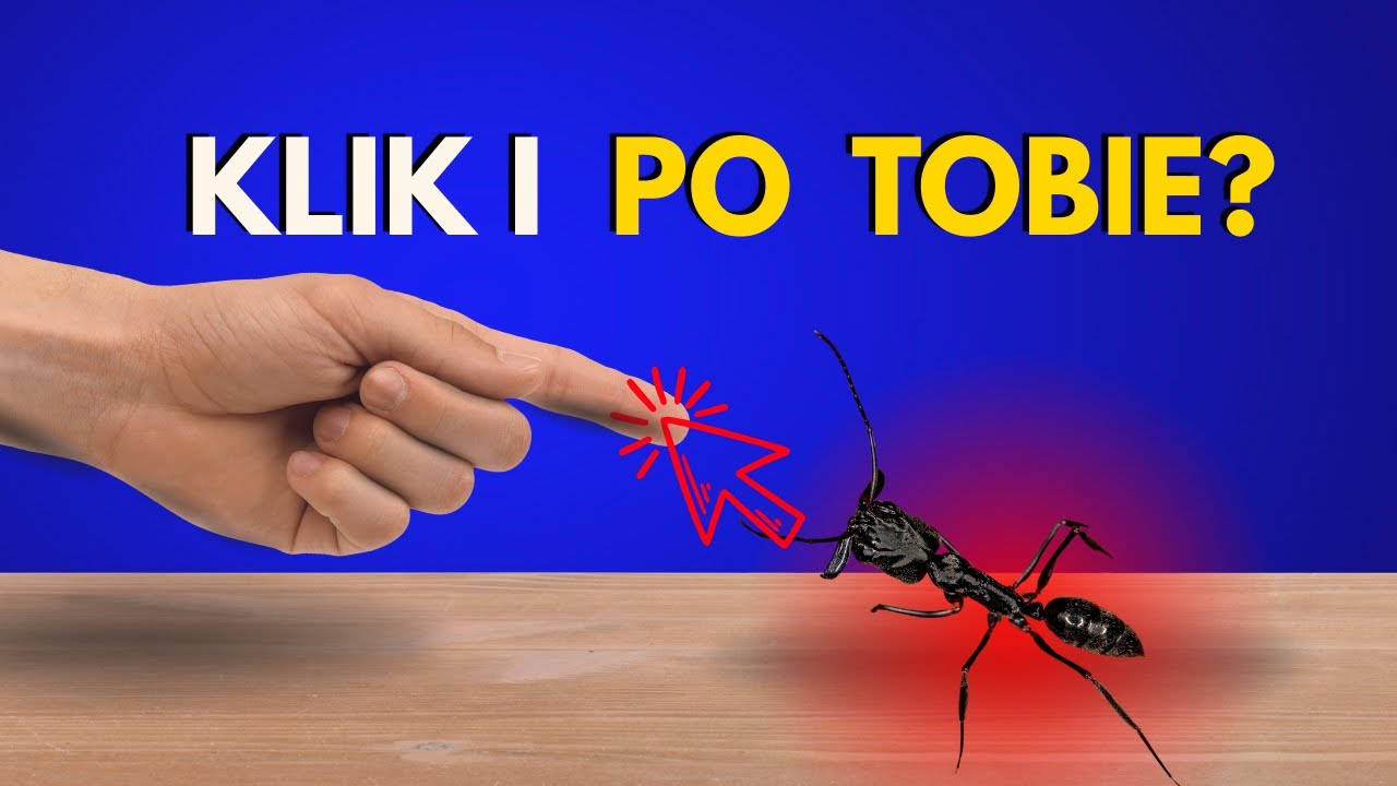 Najgroźniejsze mr&oacute;wki w mojej hodowli!