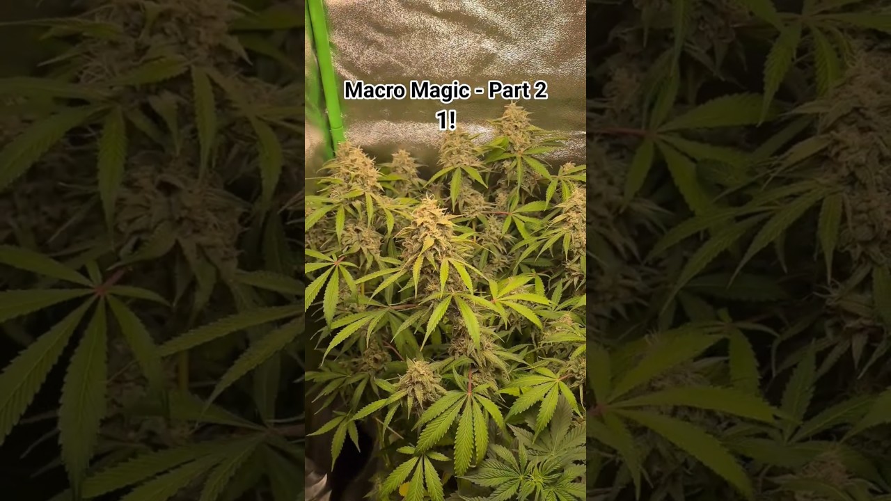 Sea of Trichomes 👀 | Apple Fritter Auto in Full Bloom