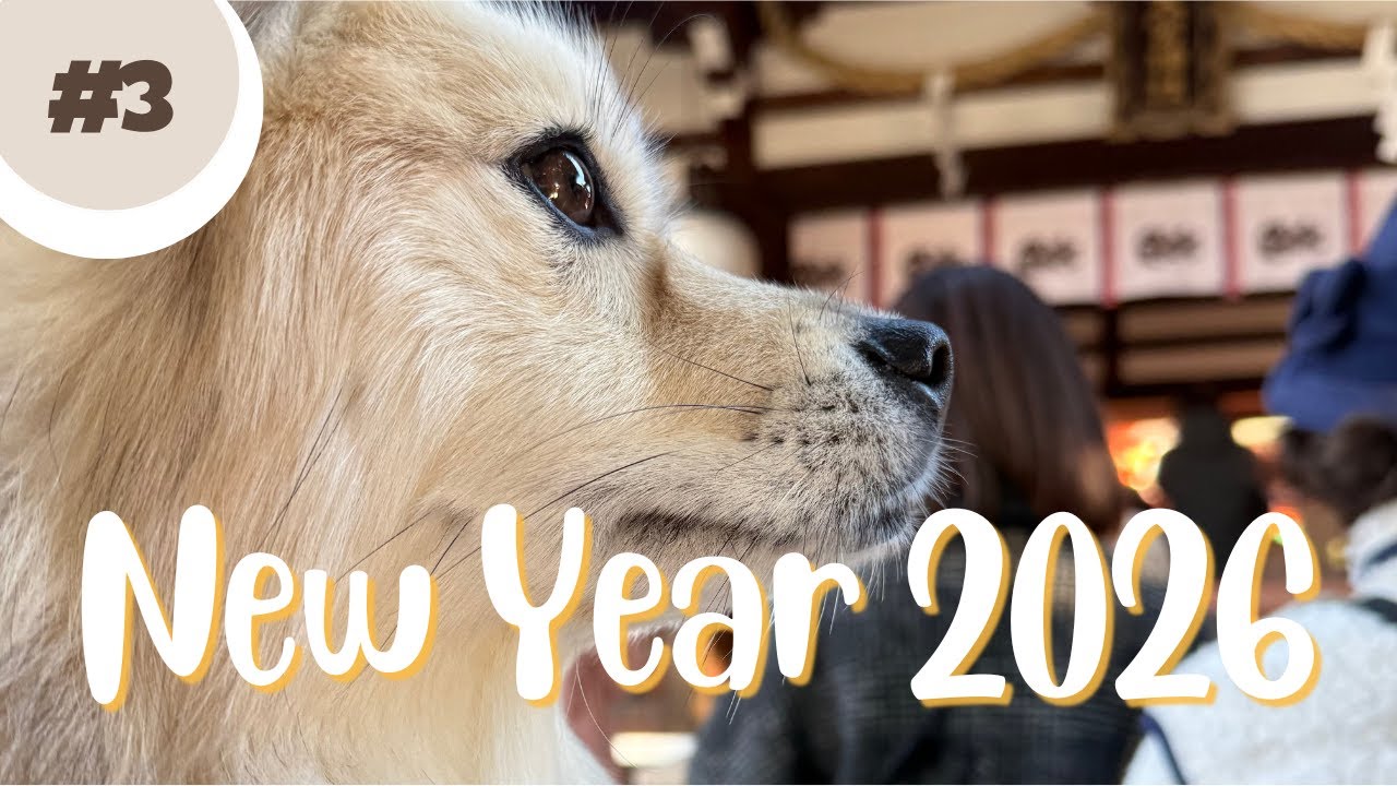 お正月休みを全力で楽しむ愛犬がかわいい