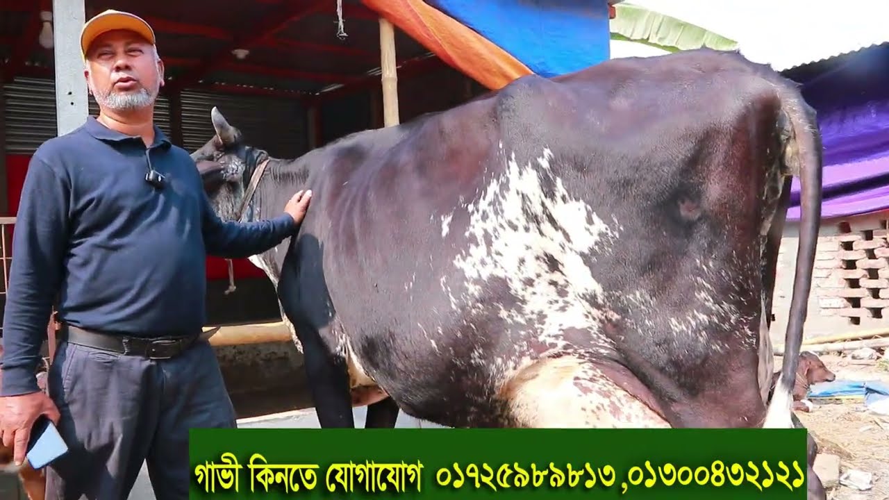 ঢাকায় খামারী থেকে অধিক দুধের গাভী কিনুন 