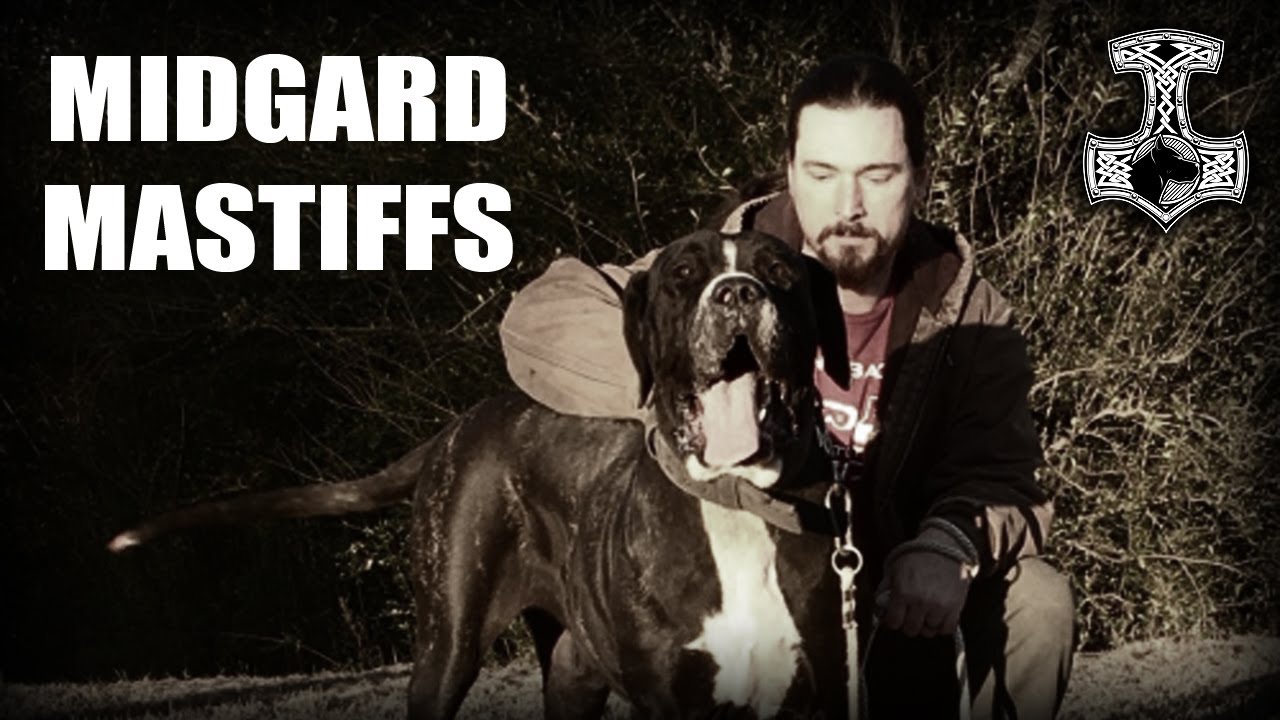 EXCLUSIVE INTERVIEW - DAVID ISHEE - MIDGARD MASTIFFS