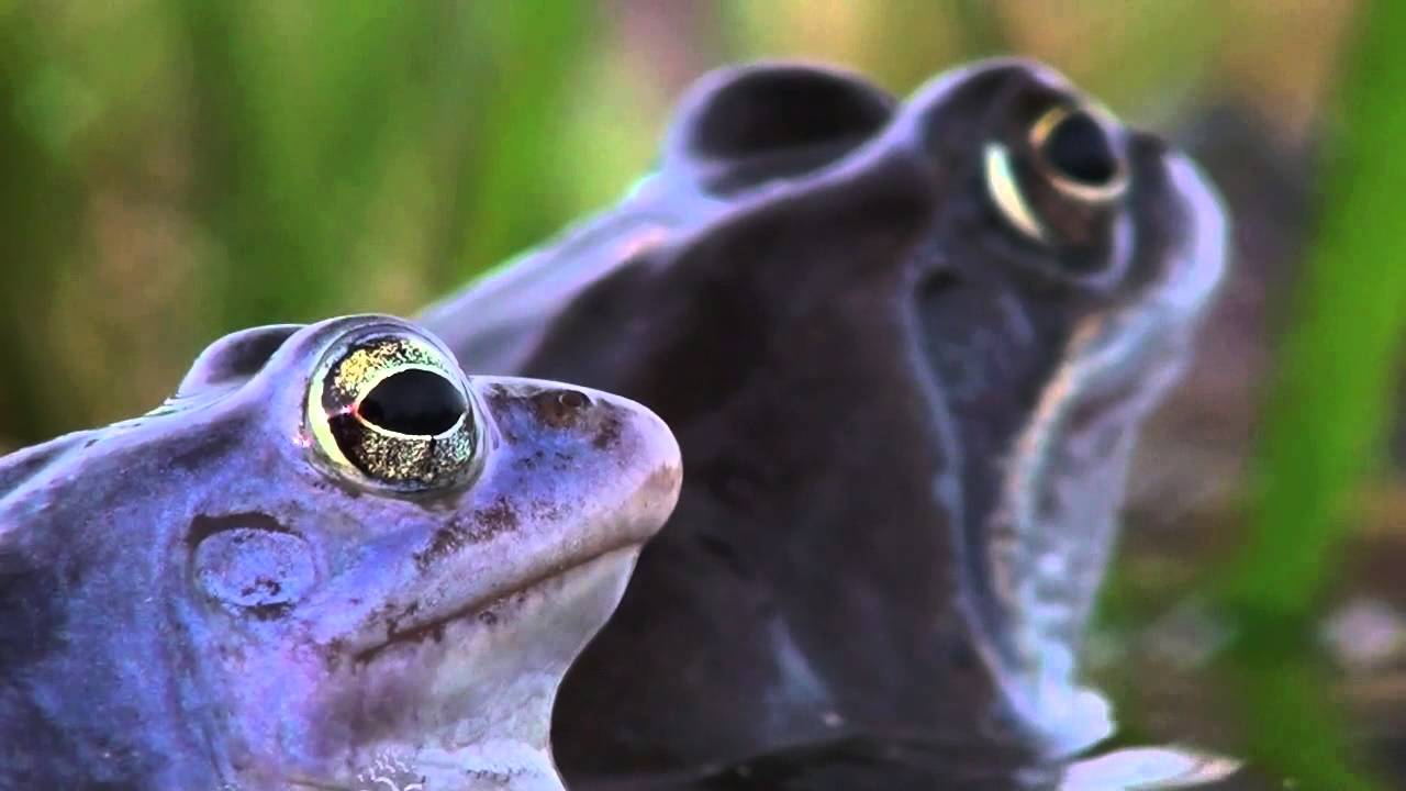 Żaba Moczarowa / The Moor Frog - Rana Arvalis
