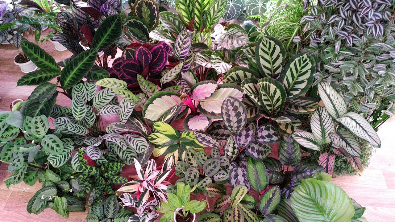 Моя коллекция марантовых 3/3 (Калатеи)