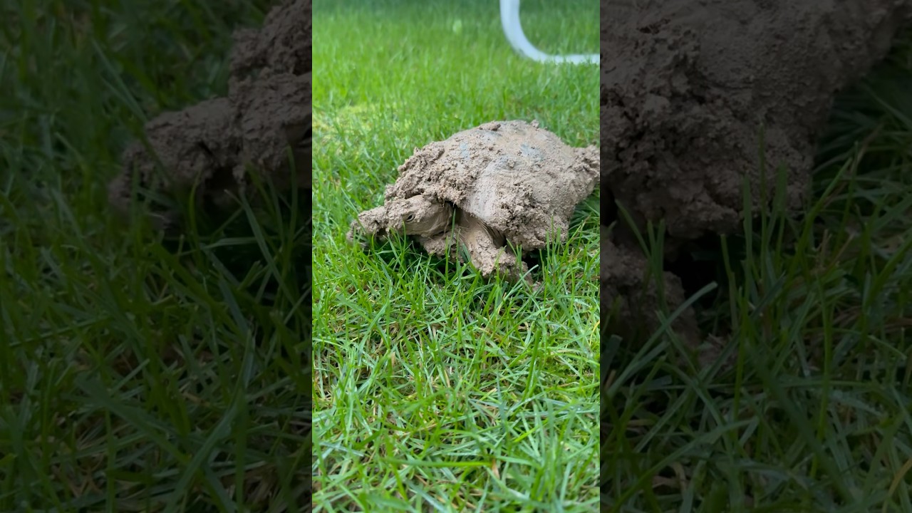 How a Dirty Turtle Becomes Clean 