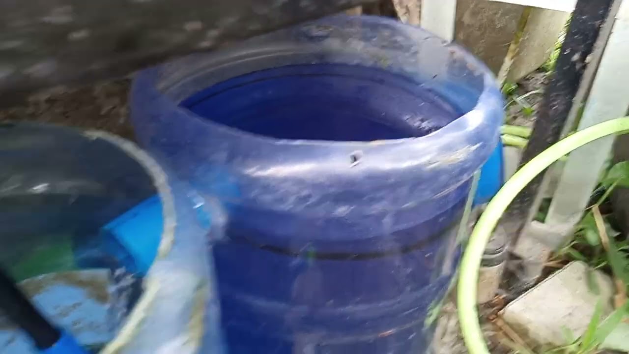 Meron ng filtration ang berried tank para iwas agad sa amonia sana effective ☺️