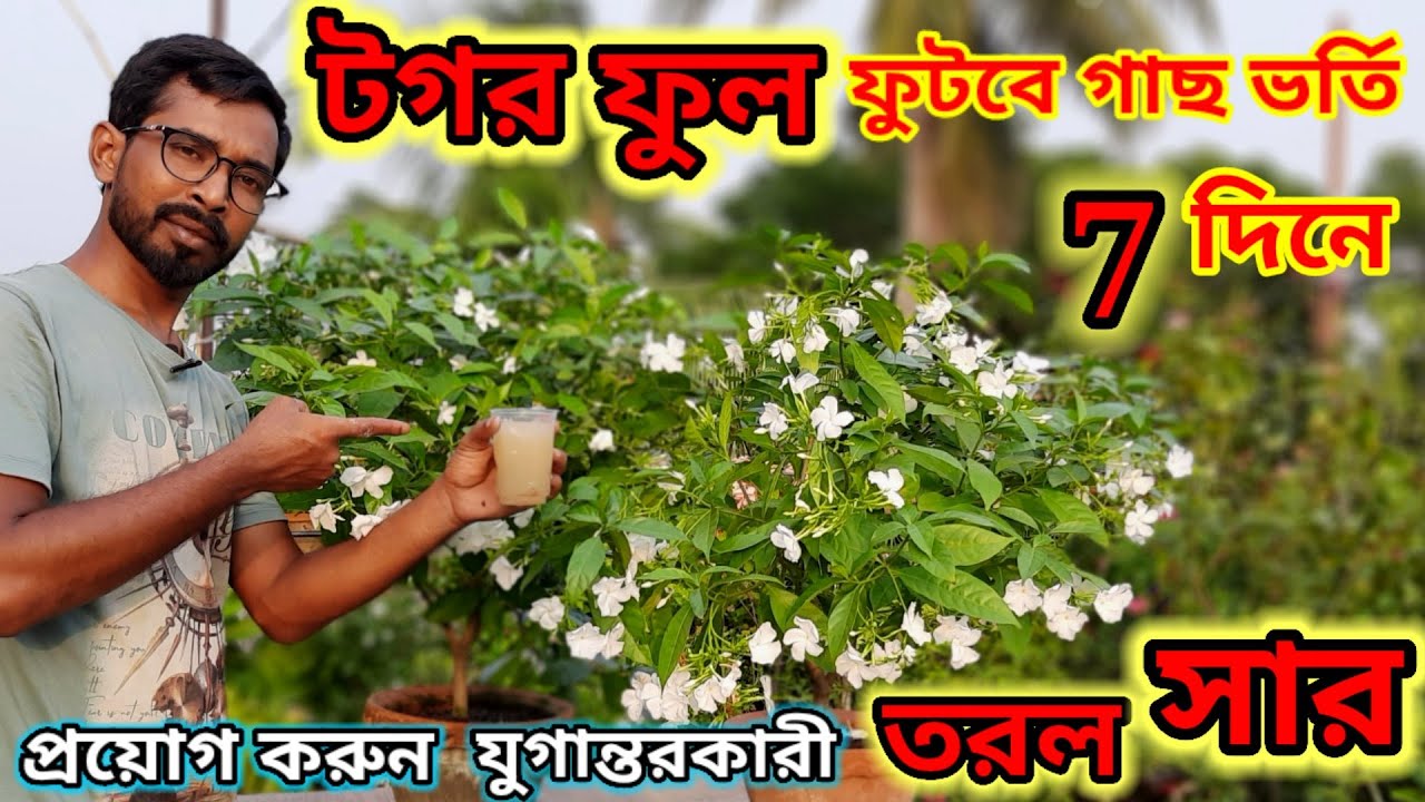 টগর গাছে ফুলে ভরিয়ে রাখতে আজি দিন এই যুগান্তকারী তরল সার। Best liquid fertilizer for Chandni plant.