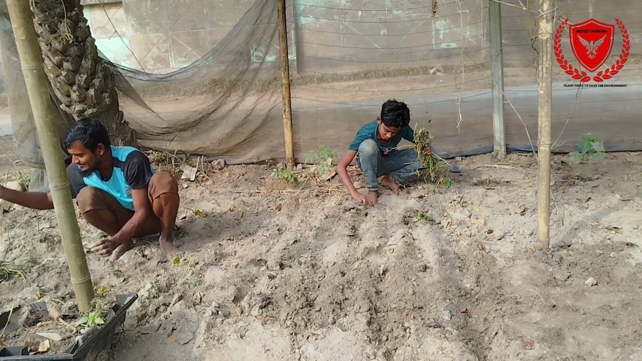 মিষ্টি আলুর লতা রোপন  করলাম #Mixed Farming,#highlightsシ  #viralvideoシ #reelviral #gardening