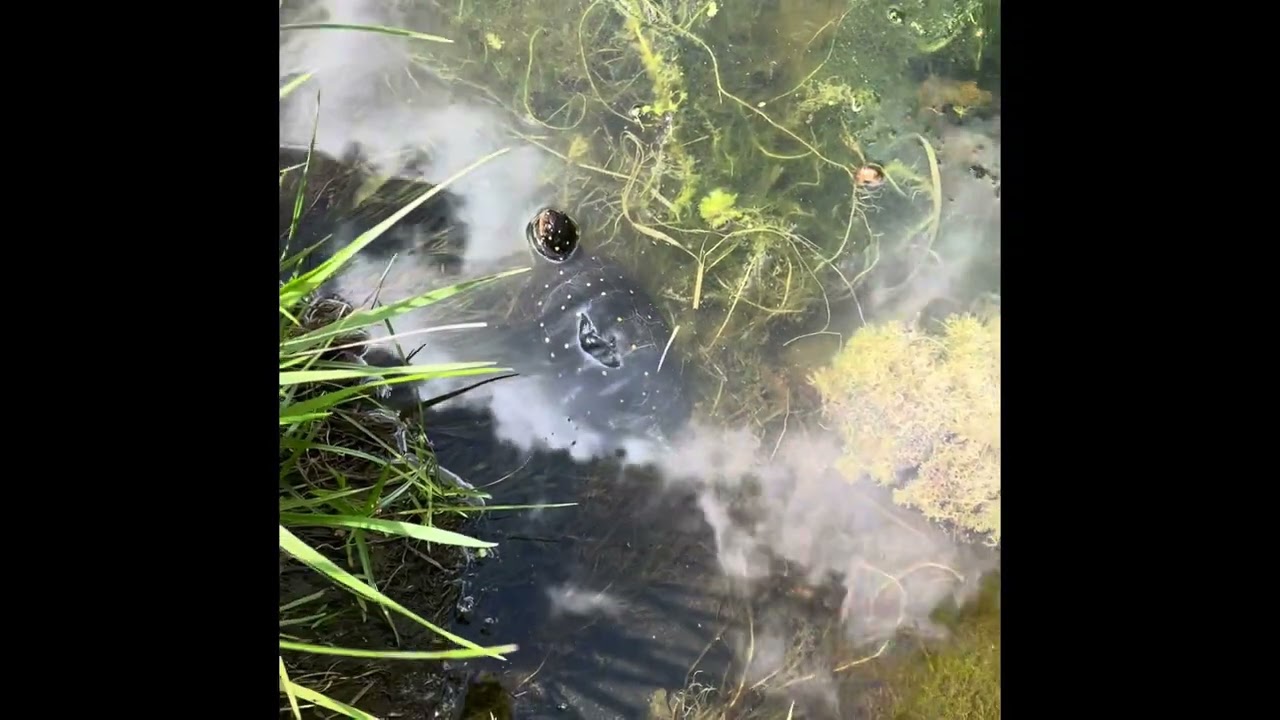 A look at the spotted turtle