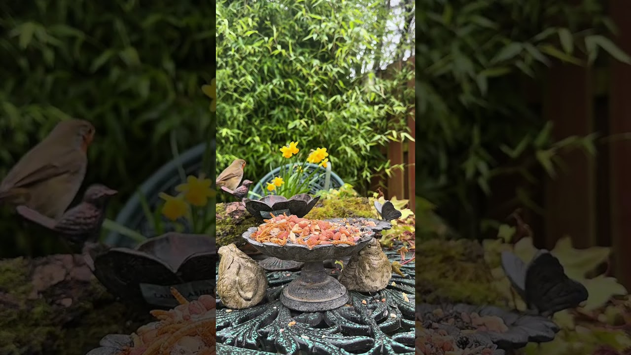The Robin Show at the Wee Bird Table | Robins Visiting One by One to eat and chat to the camera