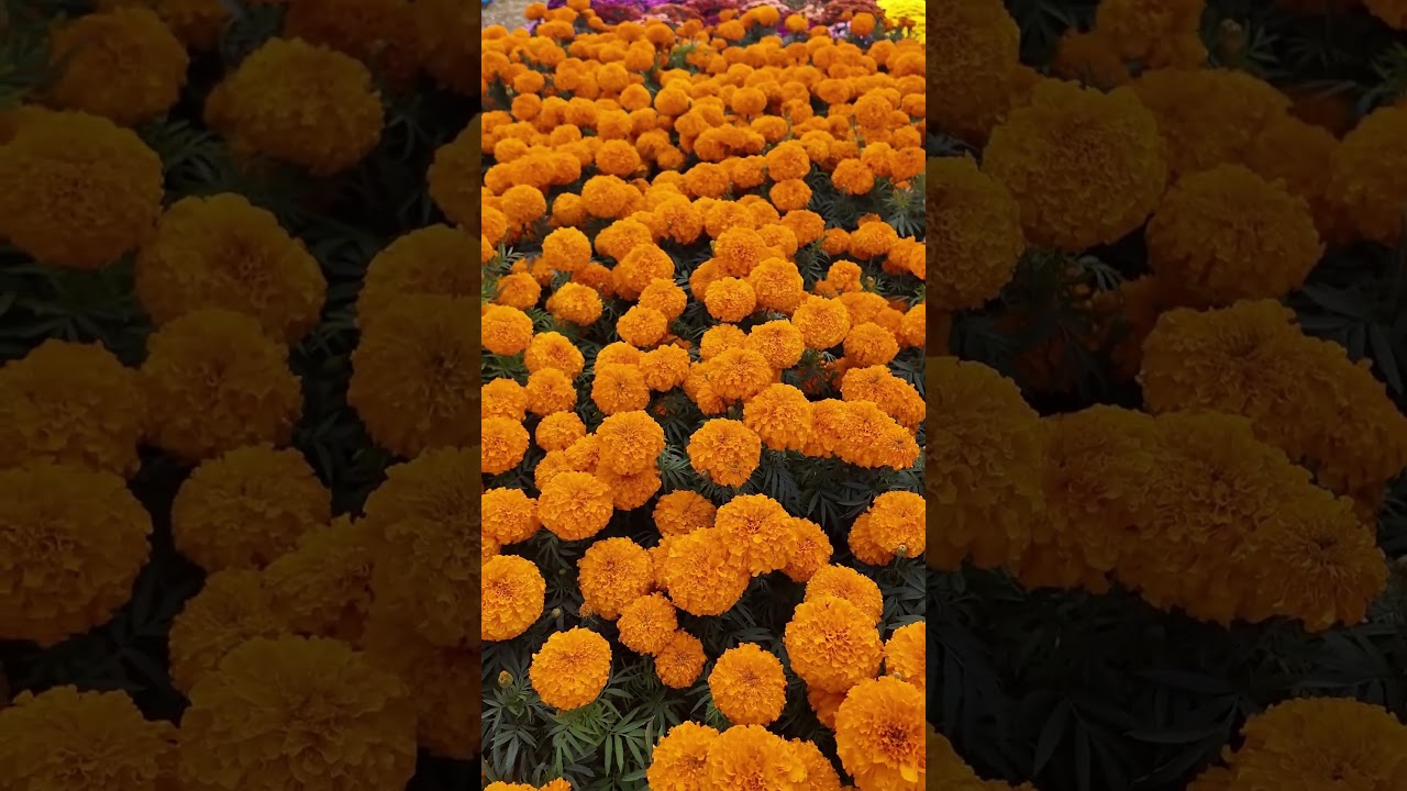 DhakaMakka Phuleko Sayapatri #krishisuchana #krishinews #agriculture #farmerlife